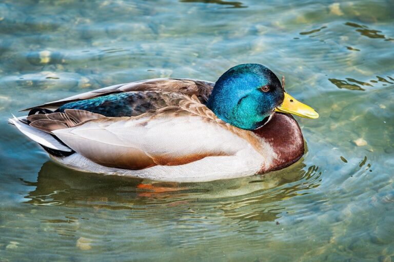 why technology cannot replace humans roartechmental