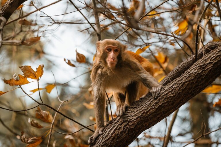 8tshare6a software download