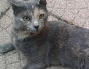 new software name 8tshare6a