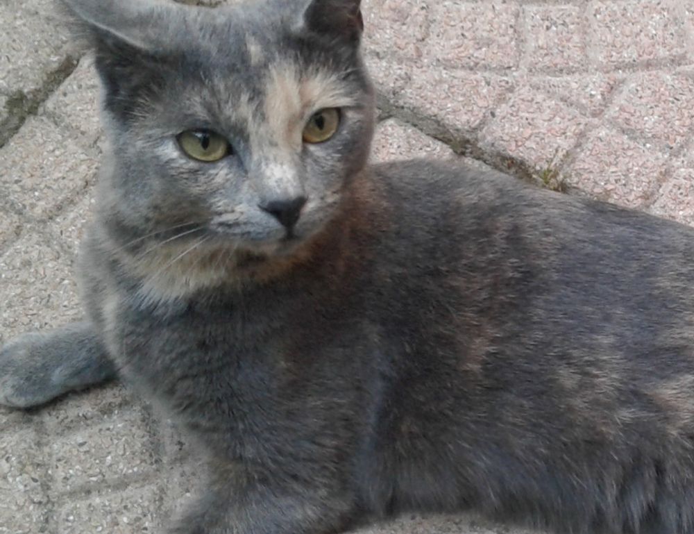 new software name 8tshare6a