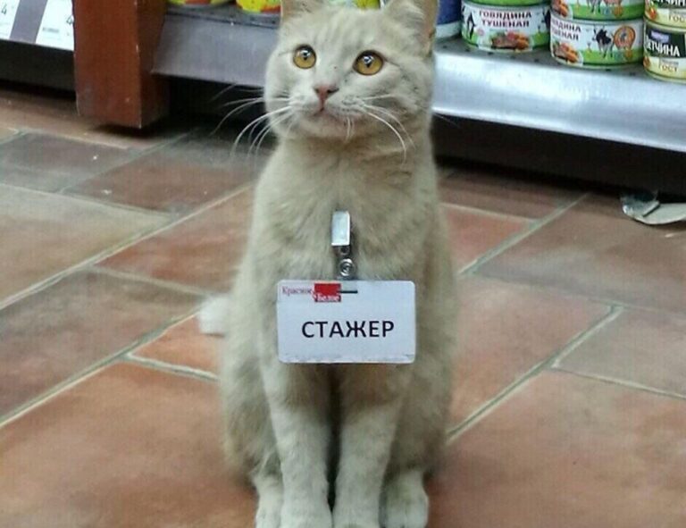 software 8tshare6a python