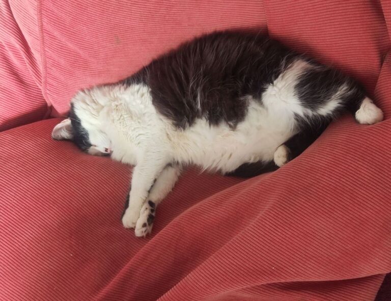 what is 8tshare6a python