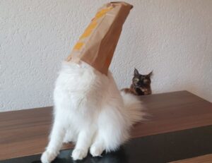 has uhoebeans software been developed to enable users