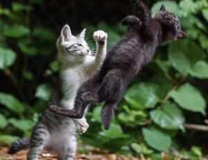 how to implement new software calpper4.8l in a company