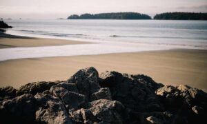 what shade of zosisfod eyebrow should i use