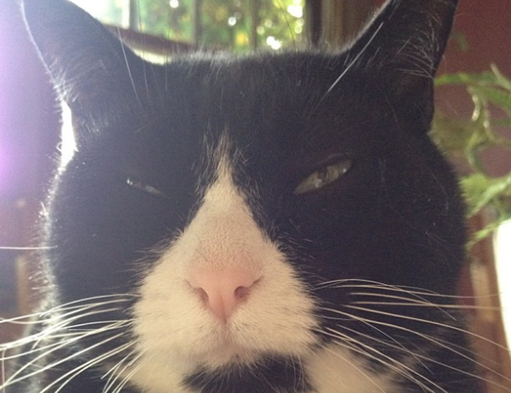 why is it important to keep mogothrow77 software updated