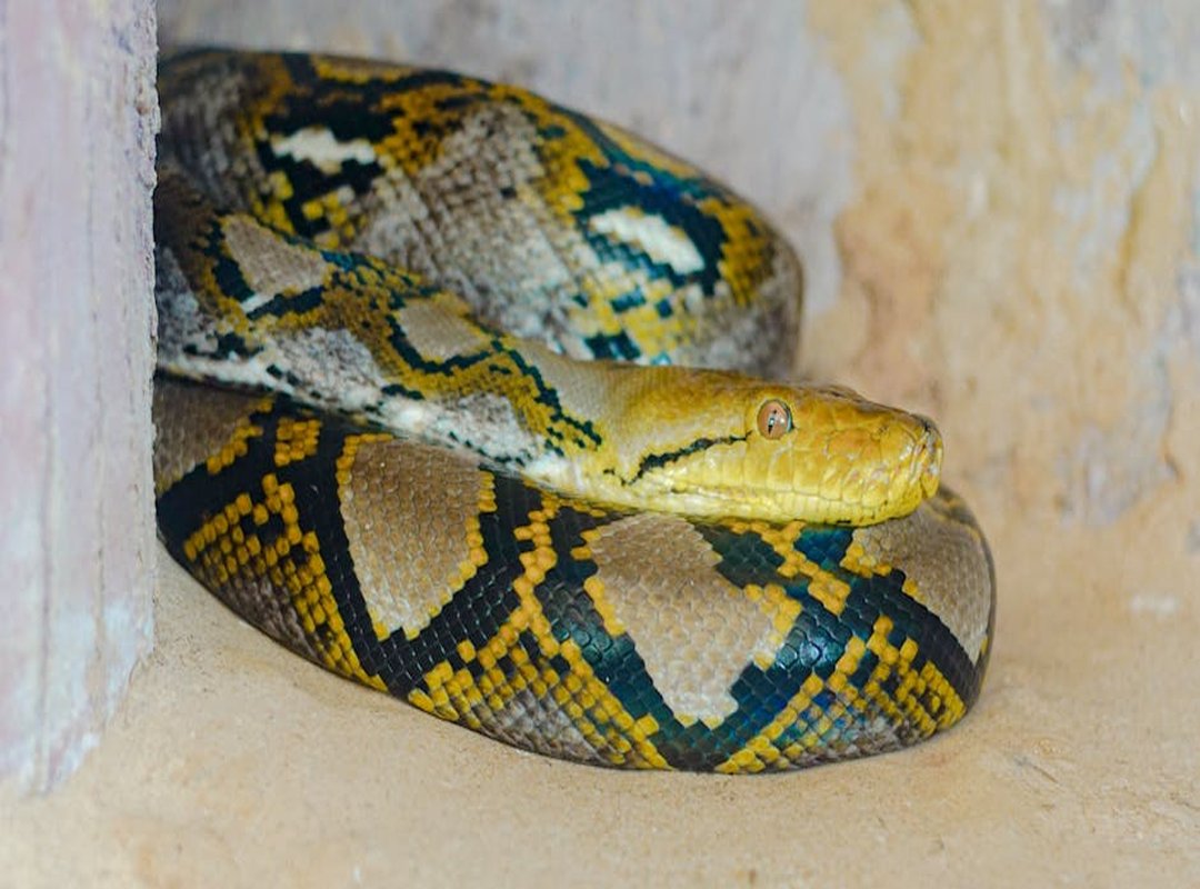 Keepho5ll Python Fix Bug - Roar Tech Mental