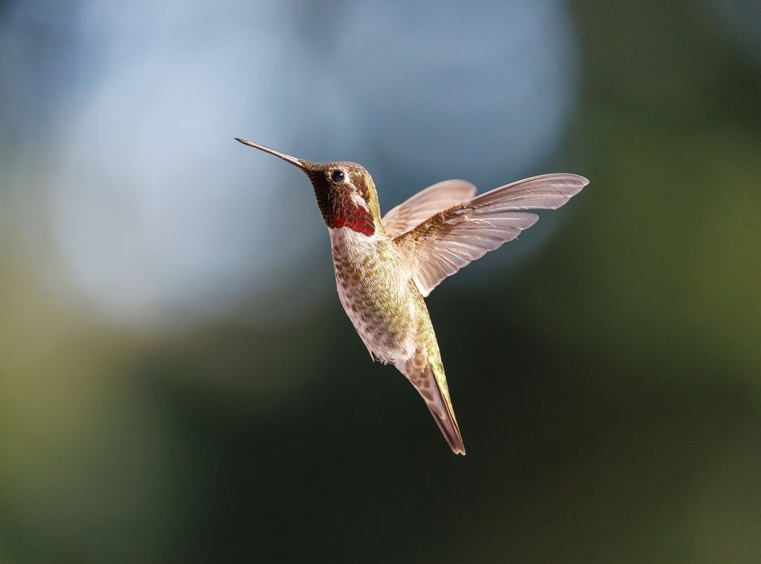 The Anatomy of a 400-Meter Powerhouse